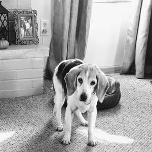 Meet your Posher, Roxene